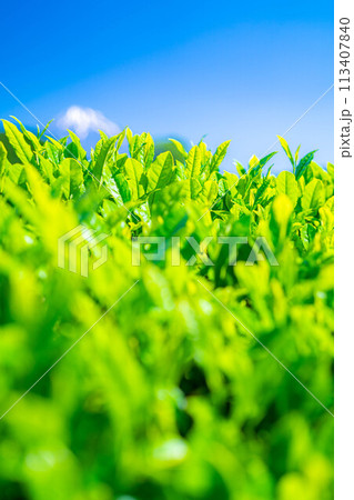 【新緑素材】新緑の茶葉と青空【静岡県】 113407840