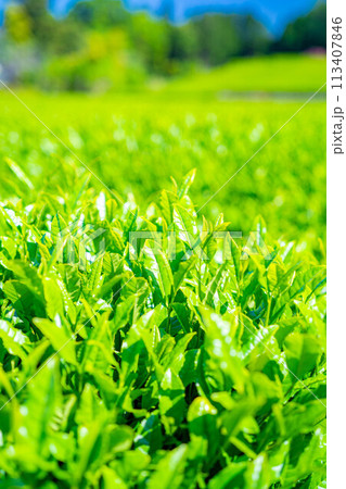 【新緑素材】新緑の茶葉と青空【静岡県】 113407846
