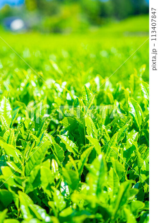 【新緑素材】新緑の茶葉と青空【静岡県】 113407847
