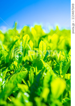 【新緑素材】新緑の茶葉と青空【静岡県】 113407849