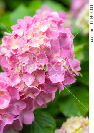 【梅雨素材】アジサイの花【長野県】 【梅雨素材】アジサイの花【長野県】 113408331