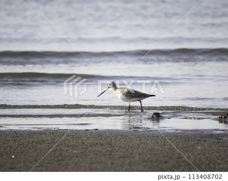 オオソリハシシギ 113408702