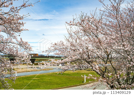 伊勢　宮川堤の桜 113409129