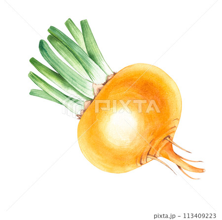 Watercolor yellow turnip vegetable hand drawn isolated 113409223