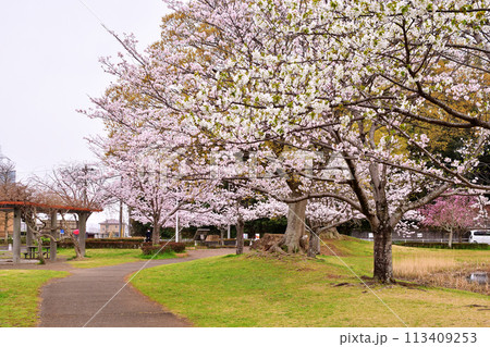 春の大百池公園 113409253
