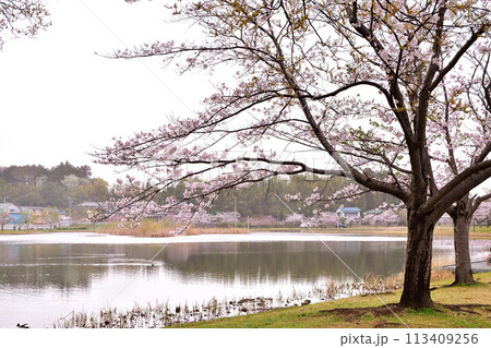 春の大百池公園 春の大百池公園 113409256