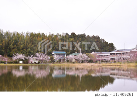春の大百池公園 113409261