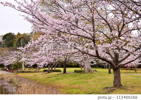 春の大百池公園 113409266