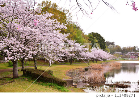春の大百池公園 春の大百池公園 113409271