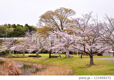 春の大百池公園 113409272