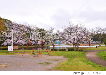 春の大百池公園 113409310