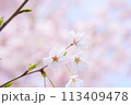 ふんわりと明るい雰囲気の一輪の桜 113409478