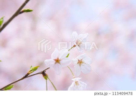 ふんわりと明るい雰囲気の一輪の桜 ふんわりと明るい雰囲気の一輪の桜 113409478