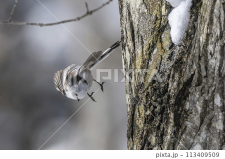 飛び去るシマエナガ 113409509