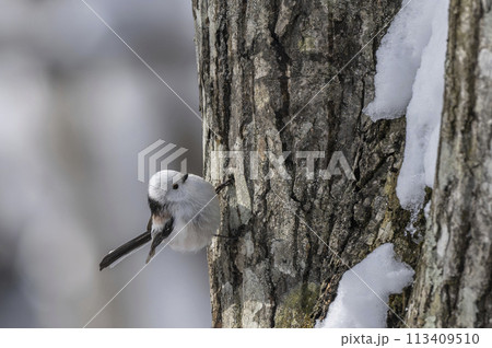 木に止まるシマエナガ 木に止まるシマエナガ 113409510