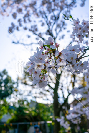 春の満開の桜のある風景 春の満開の桜のある風景 113409616