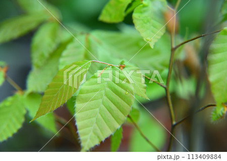 ブナの新芽　新緑　春　 113409884