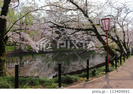 大池公園の桜まつり（愛知県 東海市） 113409891
