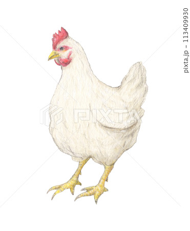 鶏 水彩色鉛筆イラストのイラスト素材 [113409930] - PIXTA