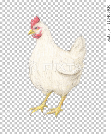 雞水彩鉛筆插圖 雞水彩鉛筆插圖 113409930