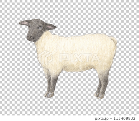 羊(サフォーク）　水彩色鉛筆イラスト 113409932