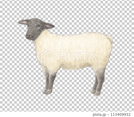 Sheep (Suffolk) watercolor pencil illustration 113409932