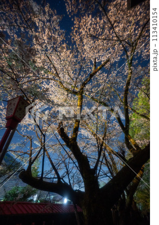 鬼怒川温泉　護国神社の桜（夜、星空） 113410154