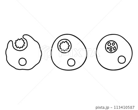 食作用・線画 113410587