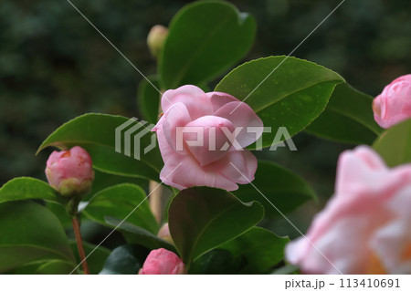 花 フラワー お花 113410691