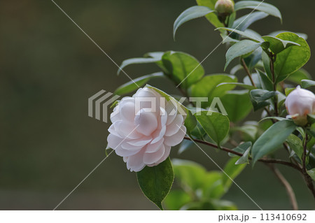 花 フラワー お花 113410692