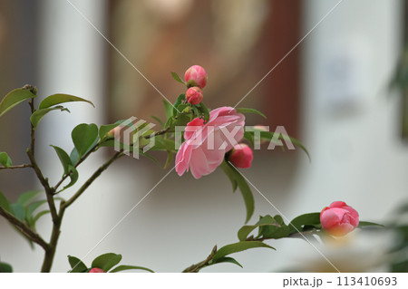 花 フラワー お花 113410693