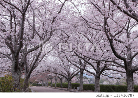 京都府亀岡市　七谷川和らぎの道　桜並木 113410797