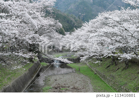 京都府亀岡市　七谷川　満開の桜の風景 113410801