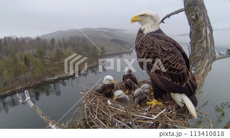 Majestic Bald Eagle And Its Eaglets In The...のイラスト素材 [113410818] - PIXTA