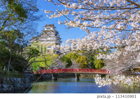 姫路城 桜 姫路城 桜 113410901