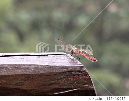 beautiful orange dragonfly on a tree 113410915