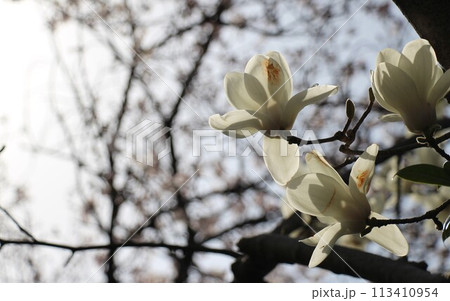 逆光に輝く ハクモクレンの花 113410954