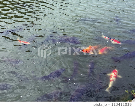 お堀の鯉が泳ぐ群がる 113411039