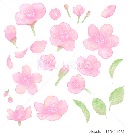 水彩画風の桜のイラスト 113411081