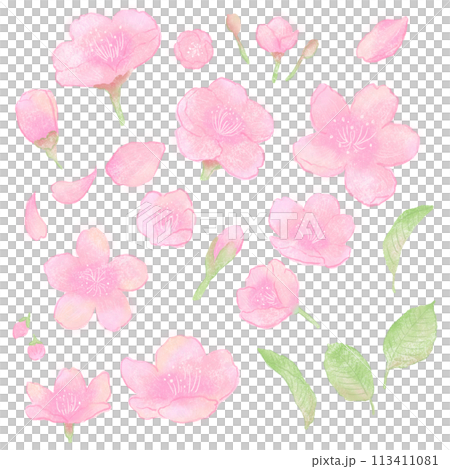 水彩画風の桜のイラスト 113411081