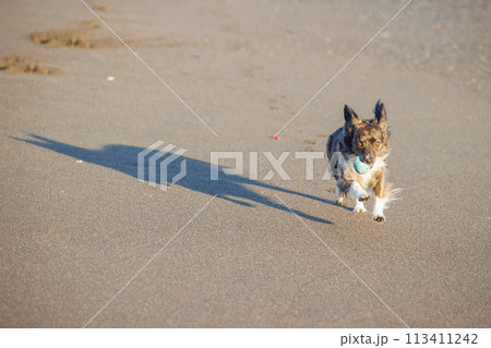 海岸の砂浜で走るチワックスの犬 113411242