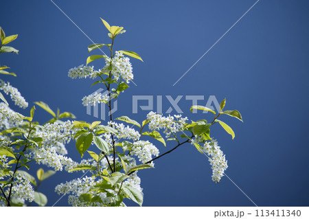 Prunus padus tree flowers against clear blue sky Prunus padus tree flowers against clear blue sky 113411340