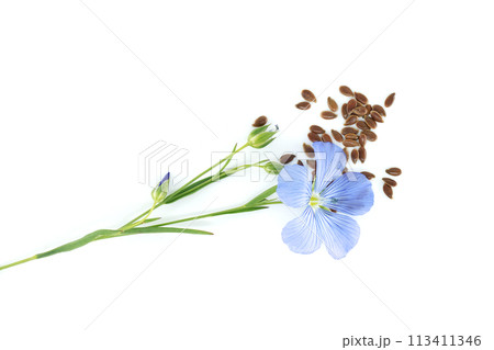 Common flax flowers, stalks and seeds isolated on white 113411346