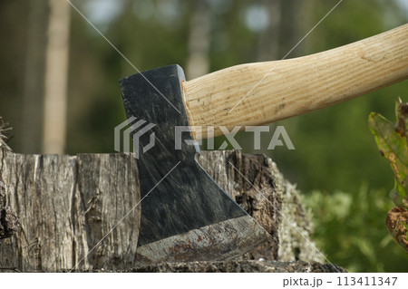 Hatchet or axe stuck in a tree stump against forest 113411347