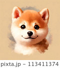 水彩で描いた柴犬の子犬 113411374