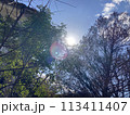 木々の間から見える太陽 113411407
