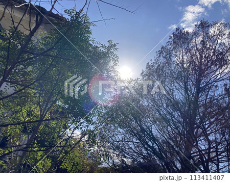 木々の間から見える太陽 113411407