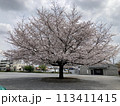 満開の桜の下 113411415