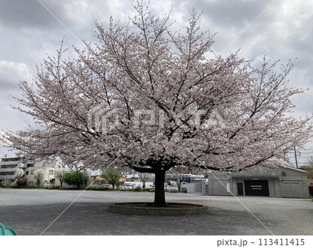 満開の桜の下 113411415