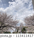 春の晴れた日の桜並木 113411417